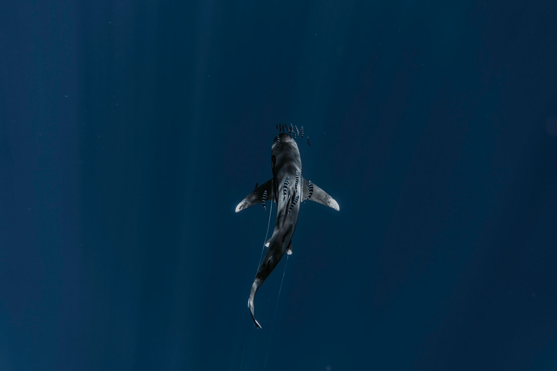 view of shark in pelagic waters